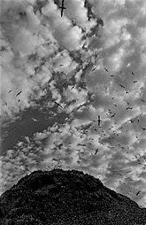 « Le vol des oiseaux »