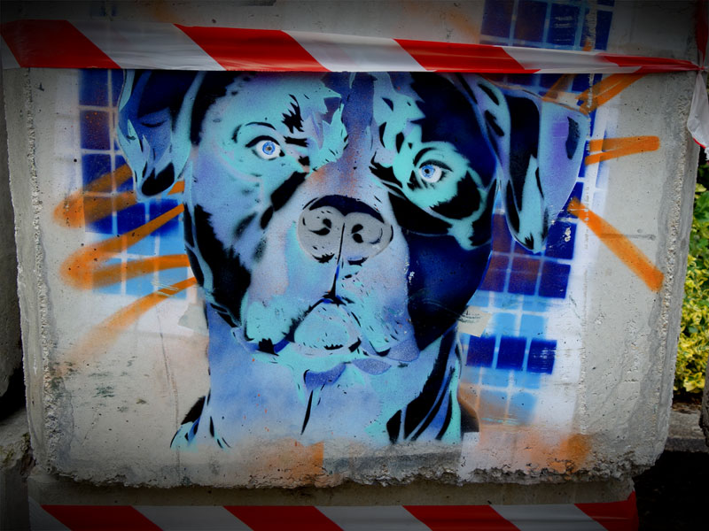 « Le Rottweiler ! » - Près de l'abbaye Saint-Sauveur de Redon - Juin 2019