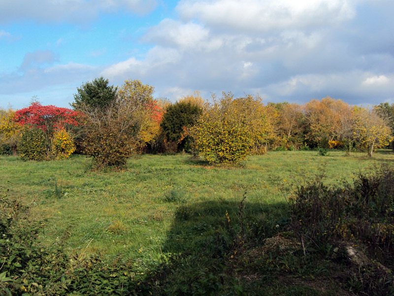 « Les prairies Saint-Martin en automne... »