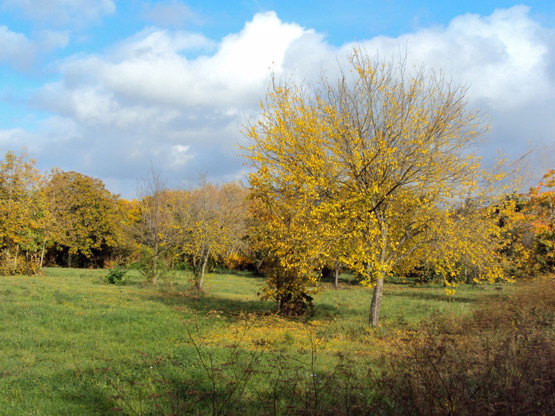 « Les arbres sous la lumière d'automne... »