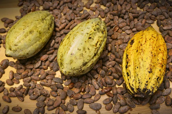 Les fèves de cacao...