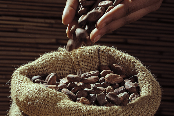 Les fèves séchées de cacao...