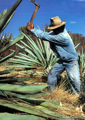 La récolte de l'agave...