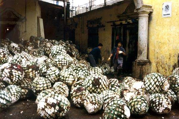 La fabrication de la tequila