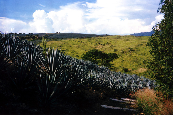 Les champs d'agave sur les hauteurs de Tequila - Jalisco